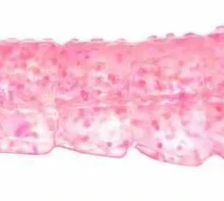 Lures Berkley Gulp! Translucent Shrimp Soft Baits 4 Lures Berkley Gulp! Translucent Shrimp Soft Baits