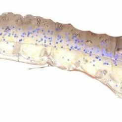 Lures Berkley Gulp! Translucent Shrimp Soft Baits